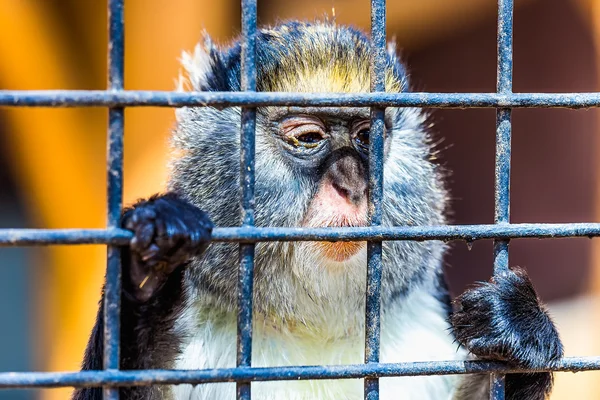 Monkey looking through zoo cell — Stock Photo, Image