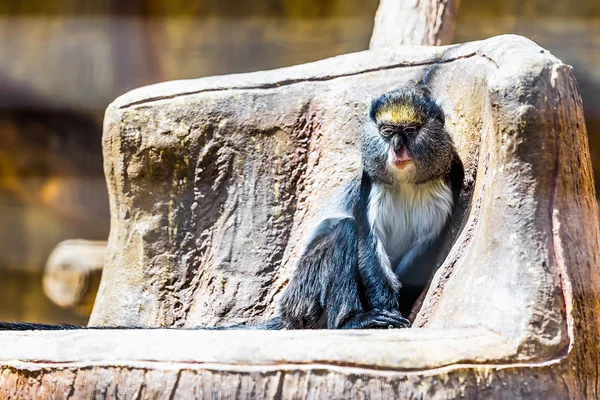 Monkey in zoo — Stock Photo, Image