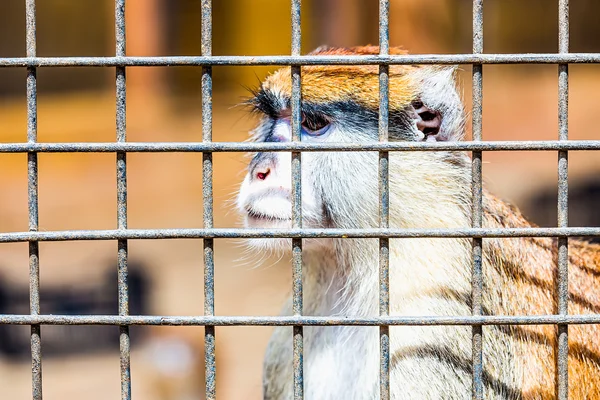 Mono mirando a través de la célula del zoológico — Foto de Stock