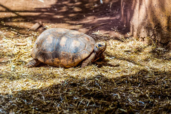 Tartaruga ou tartaruga no chão com palha — Fotografia de Stock