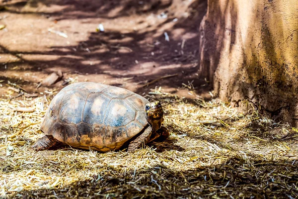 Tartaruga ou tartaruga no chão com palha — Fotografia de Stock