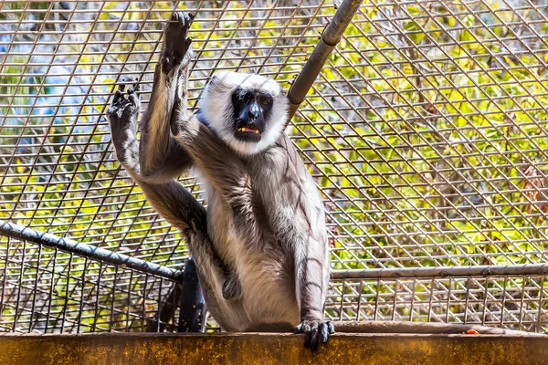 Gray langurs or Hanuman langurs monkey — Stock Photo, Image