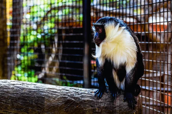 Monkey in zoo cell — Stock Photo, Image