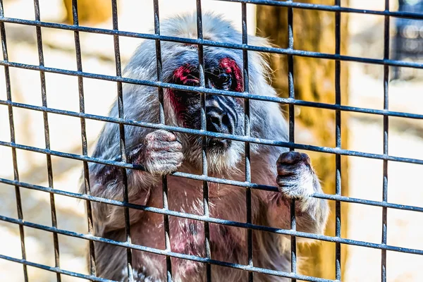 Mono mirando a través de la célula del zoológico — Foto de Stock