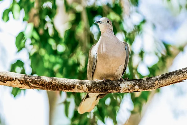 Vit - winged Dove eller duva — Stockfoto