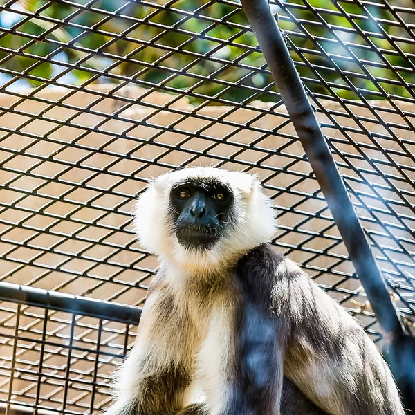 Gray langurs or Hanuman langurs monkey — Stock Photo, Image