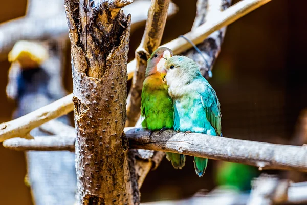 Peach-faced Lovebirds parrots — Stock Photo, Image