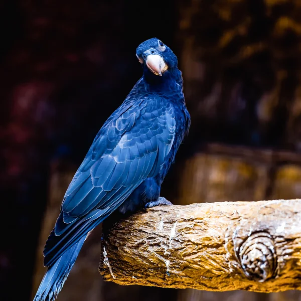 Svart papegoja — Stockfoto