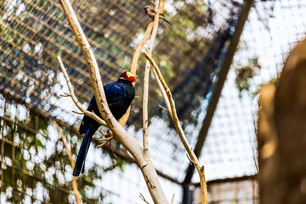 Parrot on perch in zoo — Stock Photo, Image