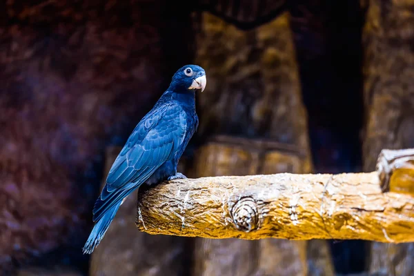 Black parrot — Stock Photo, Image