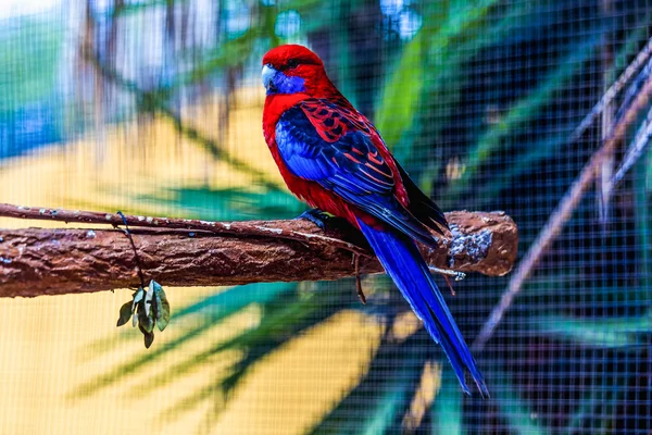 Blue and red parrot — Stock Photo, Image