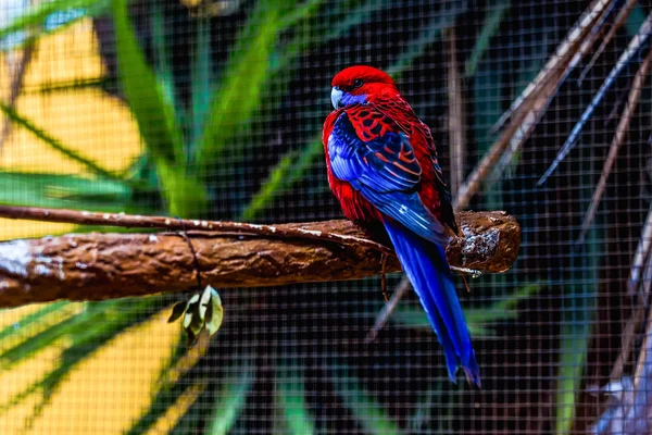 Blue and red parrot — Stock Photo, Image