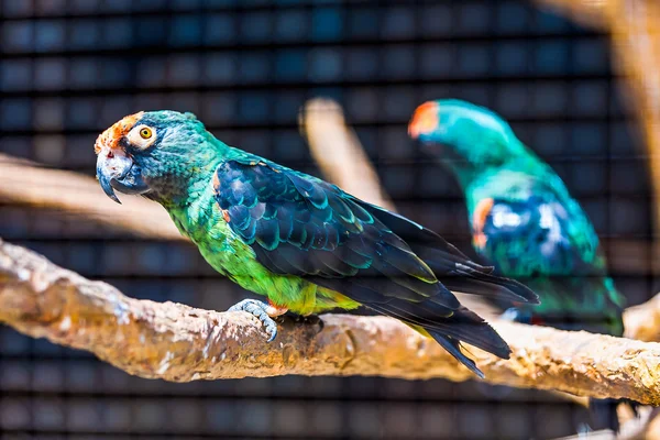 Blue and green parrot — Stock Photo, Image