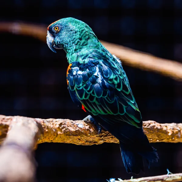Papuga niebieski i zielony — Zdjęcie stockowe