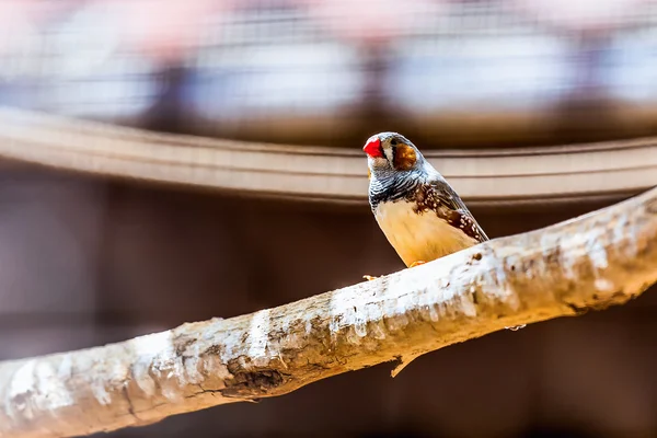 Papegoja på abborre i zoo — Stockfoto