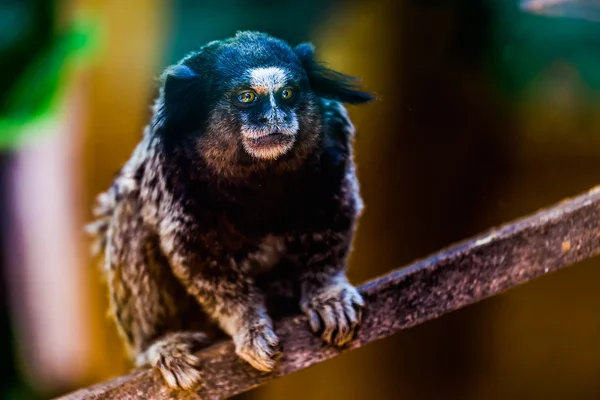 Macaco no zoológico — Fotografia de Stock