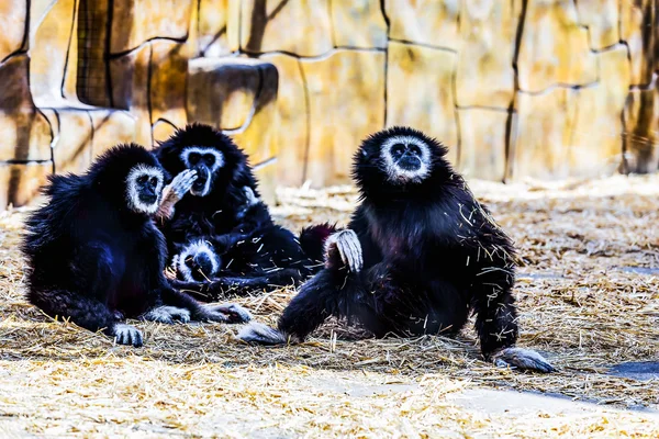 Monos en zoológico — Foto de Stock