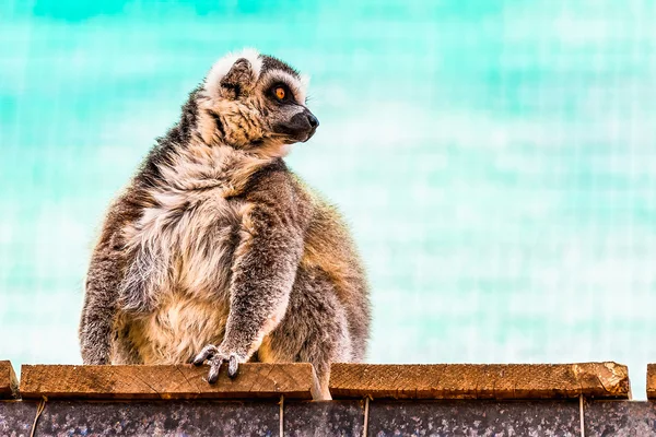Lémur gordo divertido — Foto de Stock