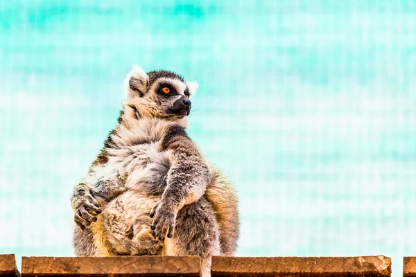 Lemur gras amuzant — Fotografie, imagine de stoc
