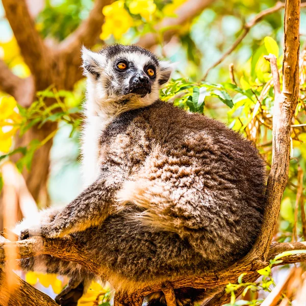 Lemur on tree branch — Stock Photo, Image