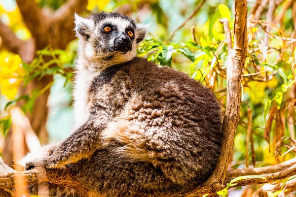 Lemur on tree branch — Stock Photo, Image