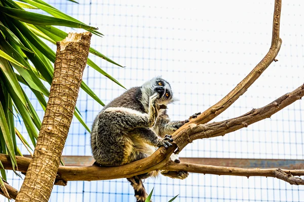 Lemur na gałęzi drzewa — Zdjęcie stockowe