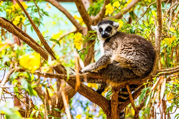 Lemur på trädgren — Stockfoto