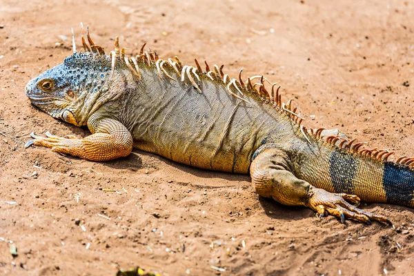 Iguana ou lagarto na areia amarela — Fotografia de Stock