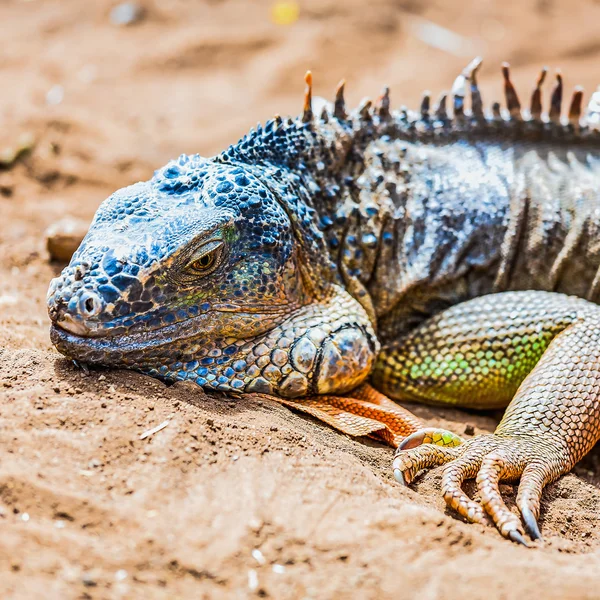 Fechar de iguana ou lagarto — Fotografia de Stock