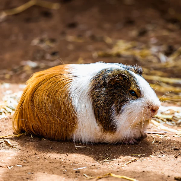 Guinea pig on the ground — Stock Photo, Image