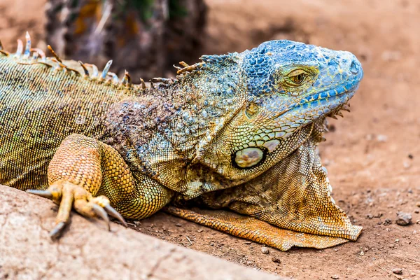 Fechar de iguana ou lagarto — Fotografia de Stock