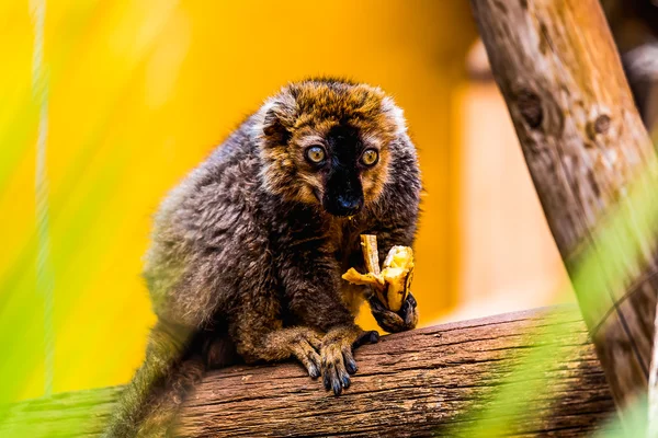Lemur on tree branch — Stock Photo, Image