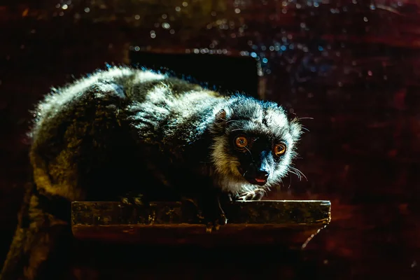 Lemur cu burtă roșie — Fotografie, imagine de stoc