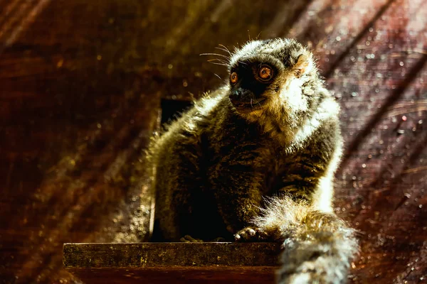 Lemur rudobřichý — Stock fotografie