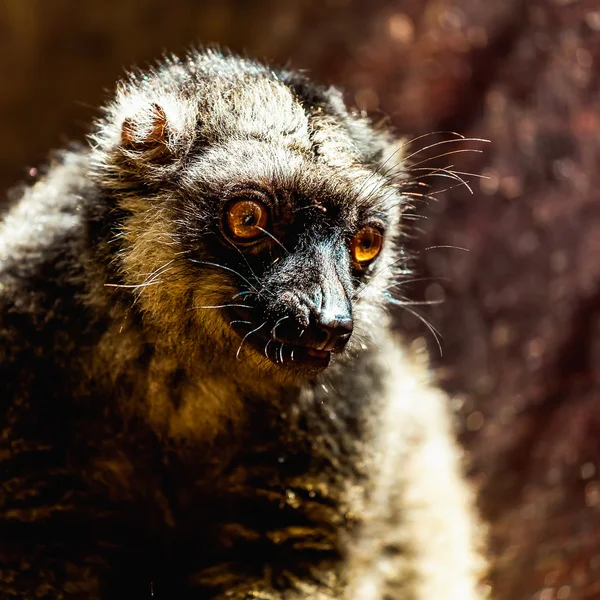Närbild av red-bellied lemur — Stockfoto