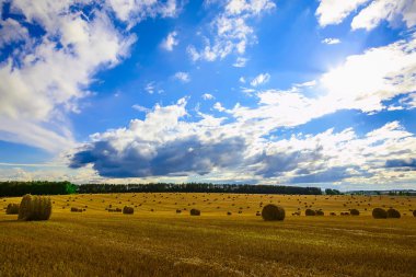 Anız sahada saman balya yuvarlak sarı