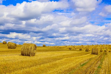 Anız sahada saman balya yuvarlak sarı