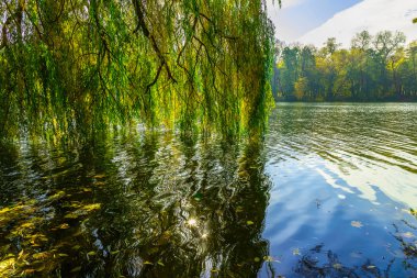 Söğüt dalları altında nehri sonbahar sezonu