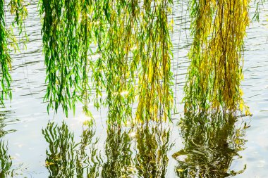 Söğüt dalları sonbahar sezonu Nehri üzerinde