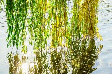 Söğüt dalları sonbahar sezonu suya yakın
