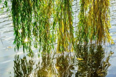 Söğüt dalları sonbahar sezonu nehire yakın
