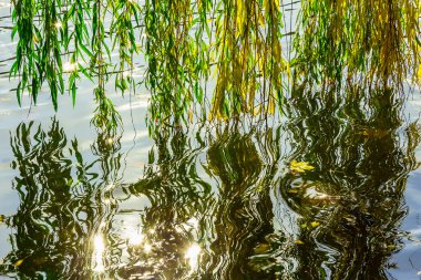 Söğüt dalları sökük su sonbahar sezonu