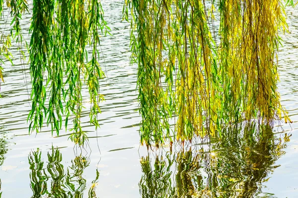 Salgueiro Filiais sobre Lago na temporada de outono — Fotografia de Stock