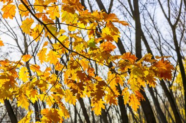 Güneş ışığı tarafından ışıklı meşe yaprakları