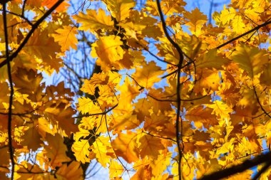 Dalları renkli sonbahar meşe yaprakları ile