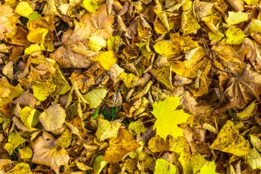 Düşen sonbahar yaprakları