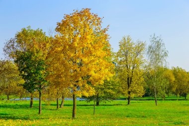 Altın ağaçlarda sonbahar çayır