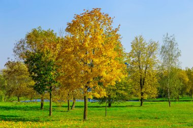 Colorfu Ağaçlar Sonbahar alanında