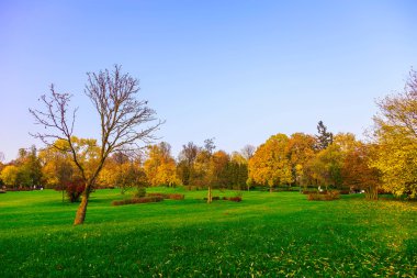 Sonbahar sezonu çimenlerin üzerinde renkli ağaçlar