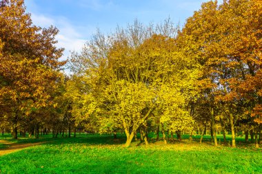 Sonbahar sezonu çimenlerin üzerinde renkli ağaçlar